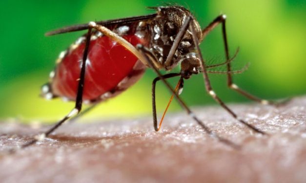 Hidalgo reporta 4 casos positivos de dengue