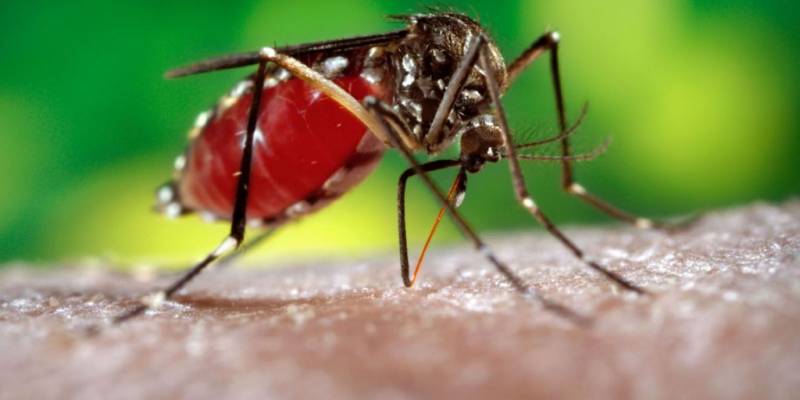 Hidalgo reporta 4 casos positivos de dengue