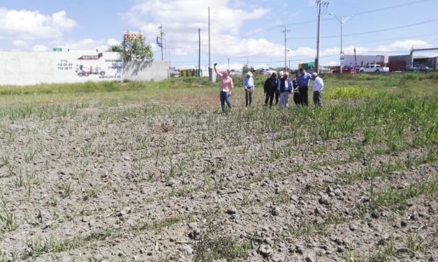 Sequía afecta sembradíos de maíz y cebada en Tulancingo