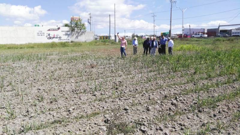 Sequía afecta sembradíos de maíz y cebada en Tulancingo