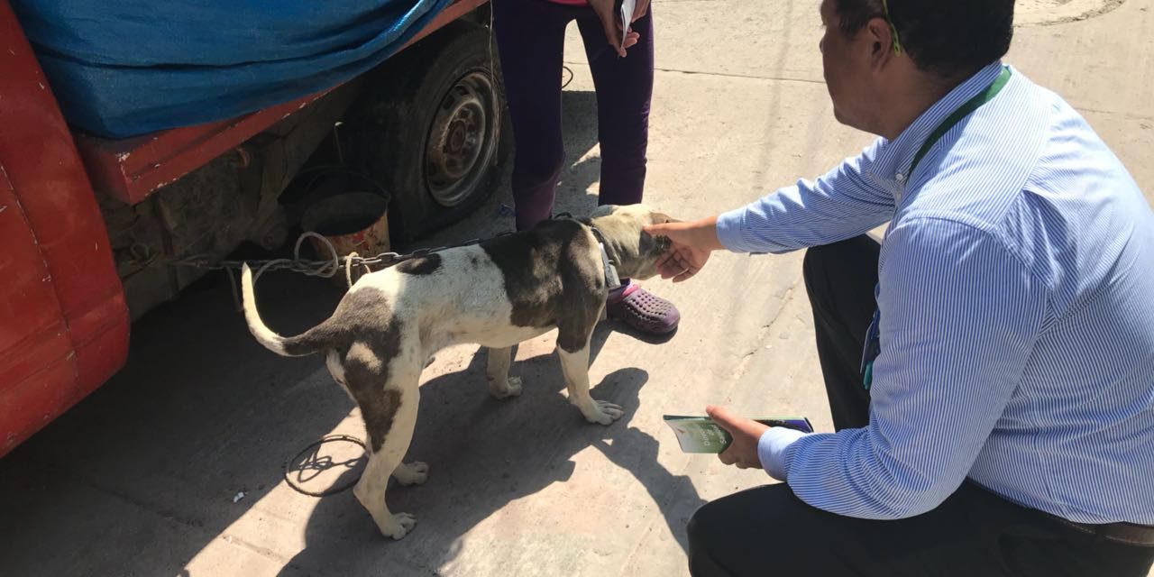 Hasta 2 mil pesos de multa por maltrato animal en Tulancingo