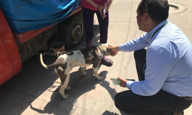 Hasta 2 mil pesos de multa por maltrato animal en Tulancingo