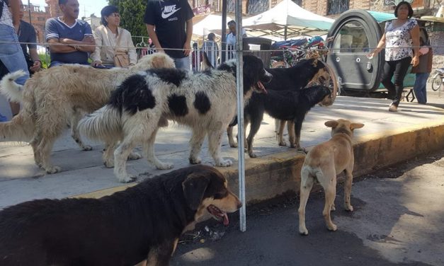 Ayuntamiento de Pachuca destinará recursos para  esterilizaciones caninas y felinas