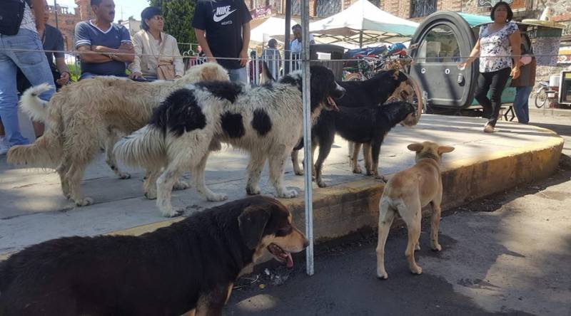 Proliferación de perros en Villa de Tezontepec