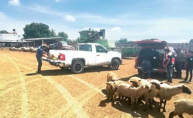 Denuncian abigeato en Tolcayuca