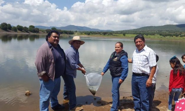 Realizan siembra de carpa en Zapotlán