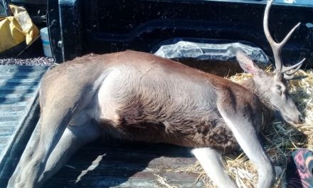 Encuentran ciervo rojo muerto en una camioneta en Almoloya