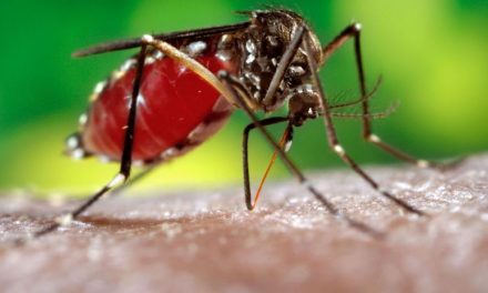 Copriseh implementa acciones de prevención ante dengue