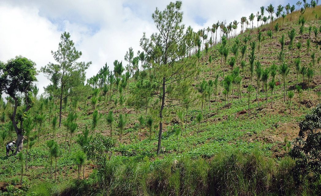 Se recuperan 44 mil hectáreas de bosques en Hidalgo