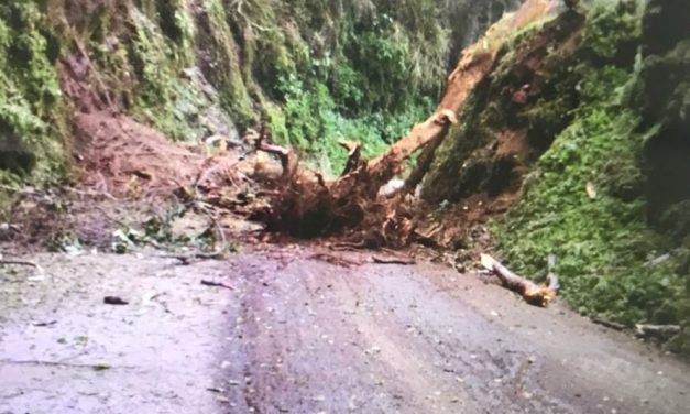 Caen árboles en Zacualtipán y San Bartolo Tutotepec