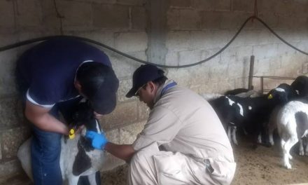 Inicia campaña zoosanitaria para descartar enfermedad en ganado