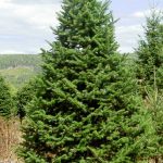 Ofrecen árboles navideños con raíz para trasplantar, en Zapotlán