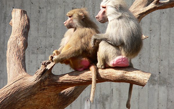 Mueren dos papiones del zoológico de Tulancingo