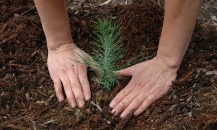 Plantan 2 mil árboles en Epazoyucan