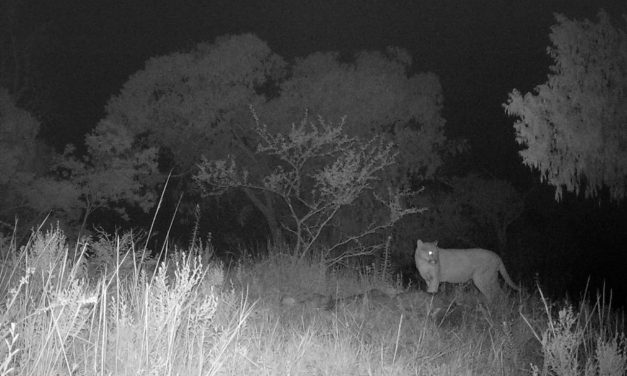 Continúan trabajos para coservación del puma