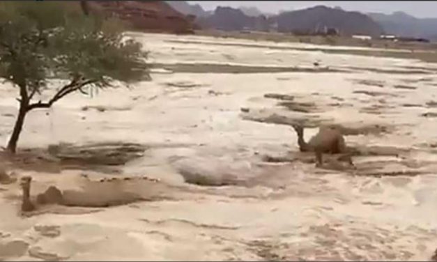 Camellos luchan por sobrevivir a inundaciones en el desierto