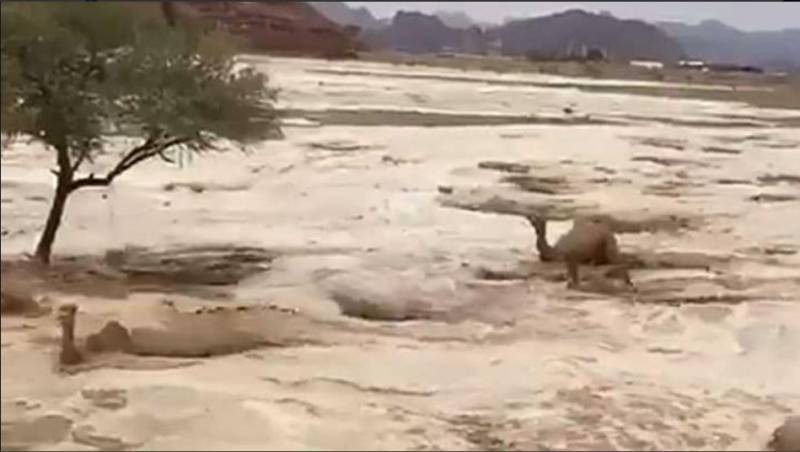 Camellos luchan por sobrevivir a inundaciones en el desierto