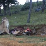 Confirman ataque de puma en Actopan