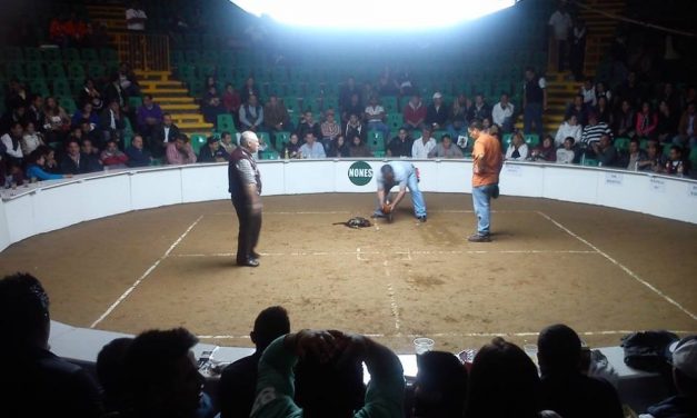 Diputado de Morena propone declarar las peleas de gallos como patrimonio cultural