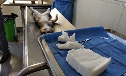 Continúan esterilizaciones de perros y gatos en Santiago Tulantepec