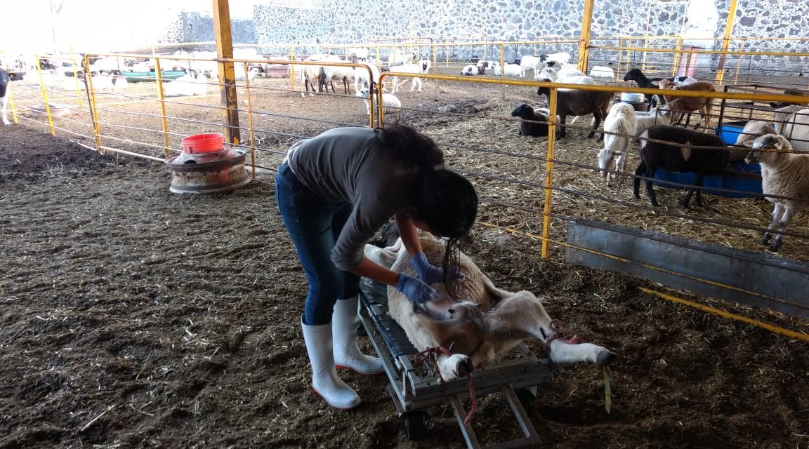Promueven inseminación ovina gratuita en Tolcayuca