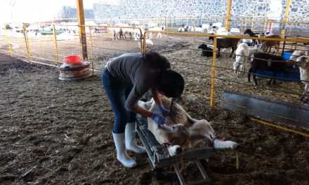 Promueven inseminación ovina gratuita en Tolcayuca