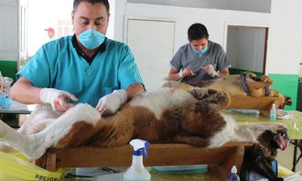 Inicia campaña de esterilización de perros y gatos en Mineral de la Reforma