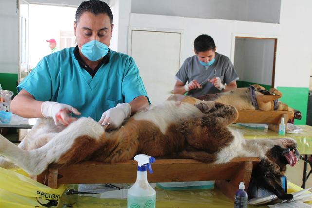 Inicia campaña de esterilización de perros y gatos en Mineral de la Reforma