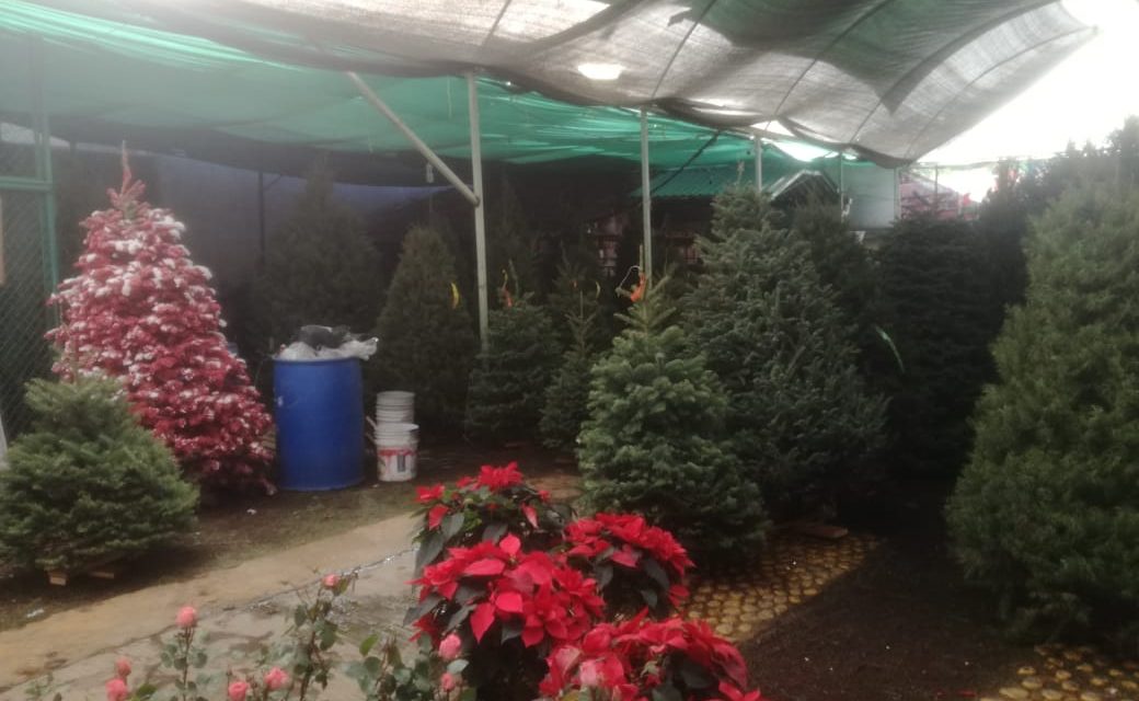 Este año cayeron drásticamente las ventas de árboles navideños y nochebuenas