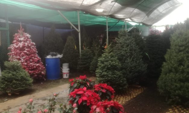 Este año cayeron drásticamente las ventas de árboles navideños y nochebuenas