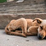 Animalistas alzarán la voz contra maltrato animal en Santiago Tulantepec