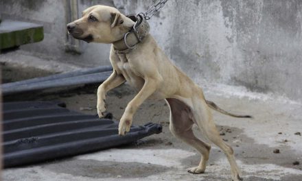 Investigan ataque a canino en Mineral de la Reforma