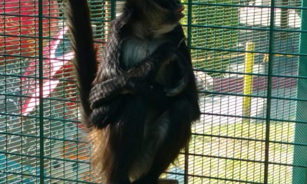 Recuperan mono araña que escapó del Parque de Convivencias