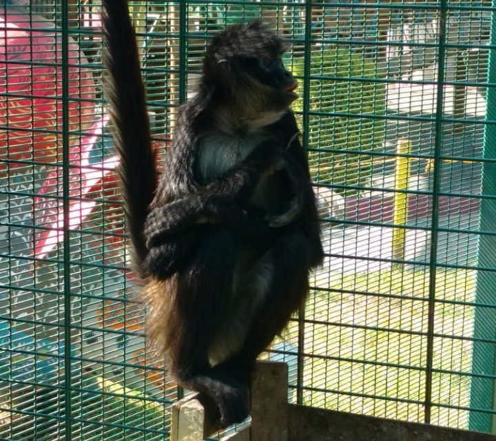 Recuperan mono araña que escapó del Parque de Convivencias
