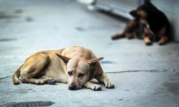 Publican en Diario Oficial Reglamento para Protección Animal