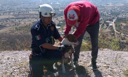Rescatan Bomberos de Hidalgo a perro que cayó en tiro de mina