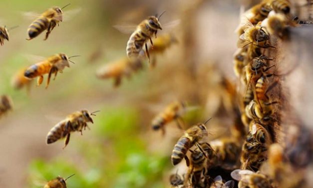 Pide legislador de Morena cuidado de abejas en el estado