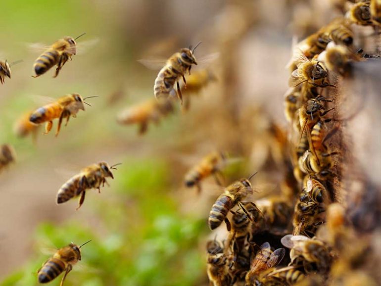 Pide legislador de Morena cuidado de abejas en el estado