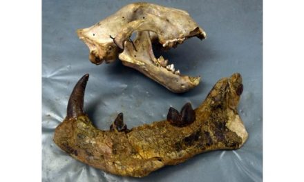 Encuentran en Kenia fósiles de mamífero más grande que un oso polar