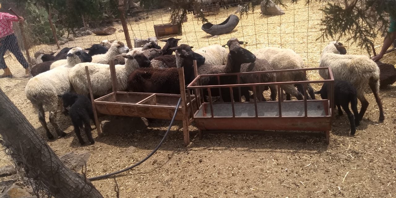 Recuperan ganado presuntamente robado en Apan