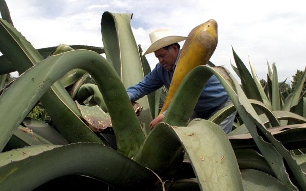 Proyectan la creación del primer  Museo Nacional del Maguey y el Pulque