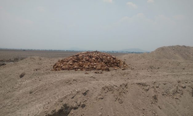 Localizan tiradero clandestino de residuos de pollo