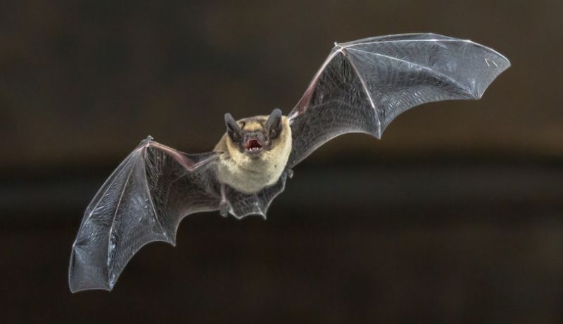 Plantean programa de control de murciélagos sin provocarles sufrimiento