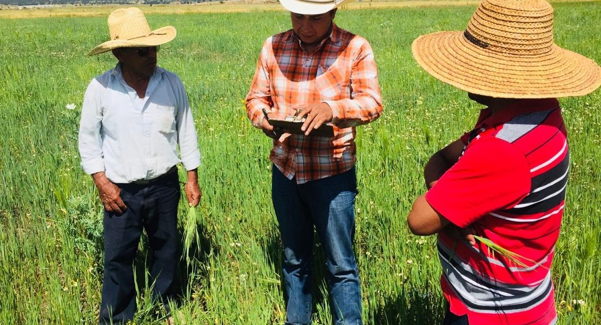 Por cultivos siniestrados productores de Tolcayuca reciben apoyo de seguro