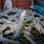 Buscan impulsar producción de seda en la Otomí – Tepehua