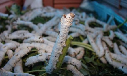 Buscan impulsar producción de seda en la Otomí – Tepehua