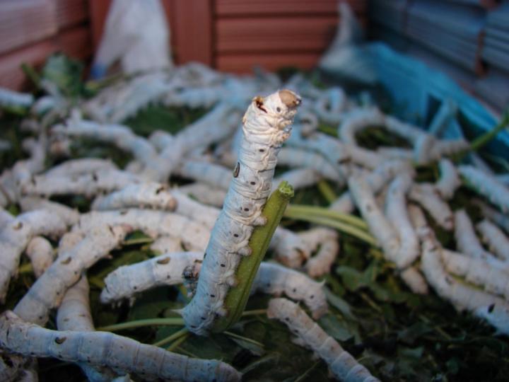 Buscan impulsar producción de seda en la Otomí – Tepehua