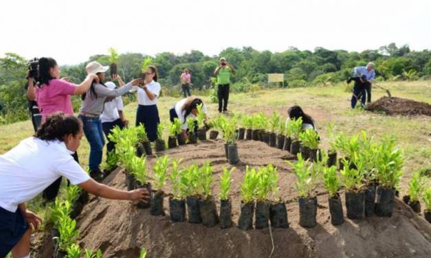 Realizarán jornada de reforestación en la zona de Tula-Tepeji