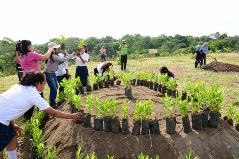 Realizarán jornada de reforestación en la zona de Tula-Tepeji