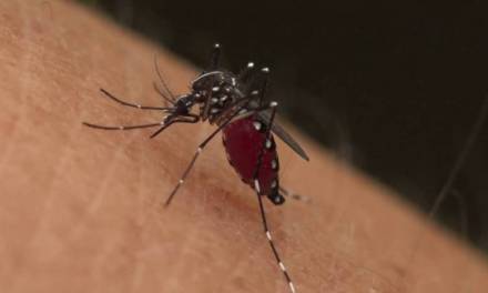 Exhorta secretaría de salud a continuar medidas para prevenir casos de dengue